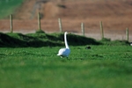 Whooper Swan