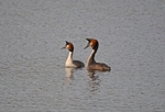 Great Crested Grebes