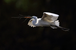 Great Egret flying, back lit - Venice Rookery, Florida