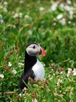Puffin