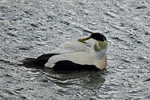 Eider