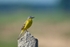 Blue-headed Wagtail