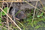 Water Vole