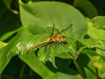 Ruddy Darter