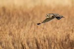 Short-eared Owl