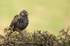 Starling