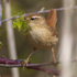 Wren with moss nest material at Otmoor