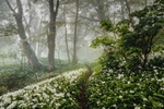 z3778 Wild Garlic, Shanklin Down