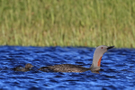 Chick trailing Red-throated Diver parent, Floi, Iceland