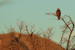 Red-tailed Hawk perched, Bosque del Apache, New Mexico