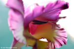 Flowers 17 - 19