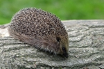 Hedgehog