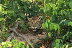 Jaguar head surrounded by bushes, Rio Sao Lourenco, Brazil