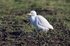 Cattle Egret