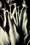 Tulips mono