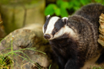 badger Meles meles-8197
