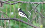 African pied wagtail