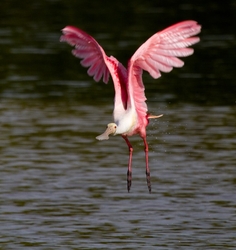 Roseate Spoonbil _0006