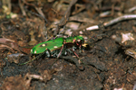 Green Tiger Beetle