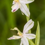 Bee Orchid aberrant (Ophrys apifera) an unusual form lacking a lip