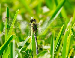 Dragonflies _0011
