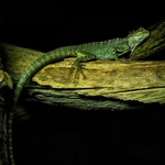 Agama Lizard - RLP_4695-2006