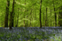 Bluebell Glade 1
