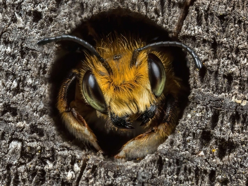 Macro