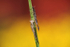 Insects _ AN 015