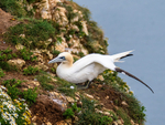 Gannet