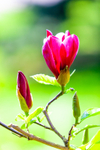 Magnolia-8027