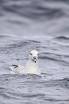 Southern Fulmar, off Cape Point, South Africa