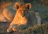 Lion cub