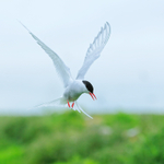 Arctic Tern hovering close, Farne Islands
