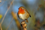 Robin
