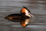 Great Crested Grebe