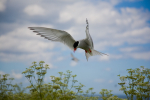 Arctic Tern