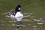 Barrows Goldeneye (m)