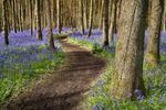 Austy Woods