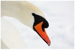 Snow Swan