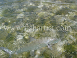 Swimming Bonefish 2010.