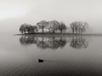 Esthwaite Duck bw