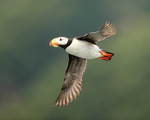 Horned Puffin close fly-past, Duck Island, Alaska