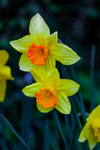 Daffodil-5433