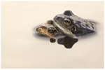 Amplexus