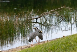 Yellow Crowned Night Heron _0012