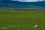 Lioness Relaxed 1