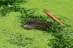 Muskrat surfaces, Cranberry Marsh, Valemount, Canada