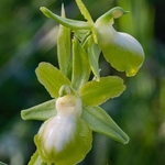 Gargano Ophrys (lacking anthocyanin pigments...apochromic) Ophrys sphegodes ssp passionis.. also O. garganica, O. passionis