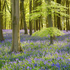 Badbury Clump - Oxfordshire